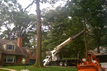 tree pruning camden county