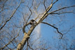 trimming trees