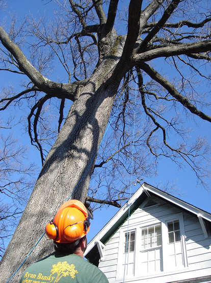 tree pruning in burlington county