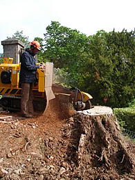 stump removal