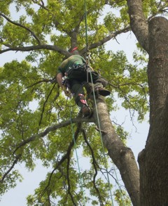 tree serevice nj