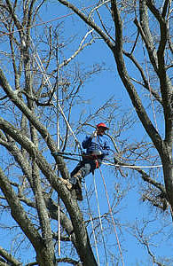 trimming trees