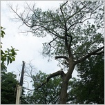 tree removal south jersey