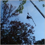 tree service nj